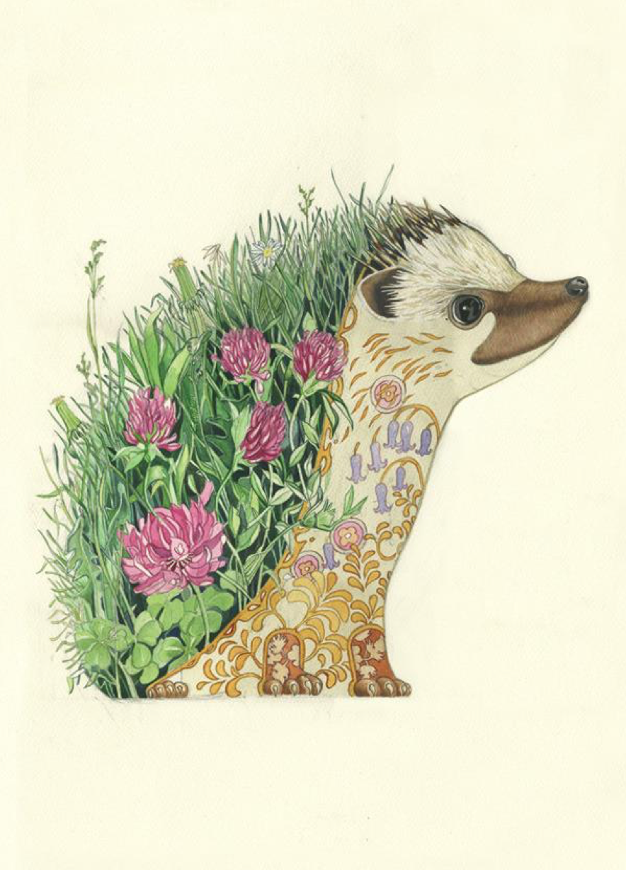 Hedgehog, Daniel Mackie A017