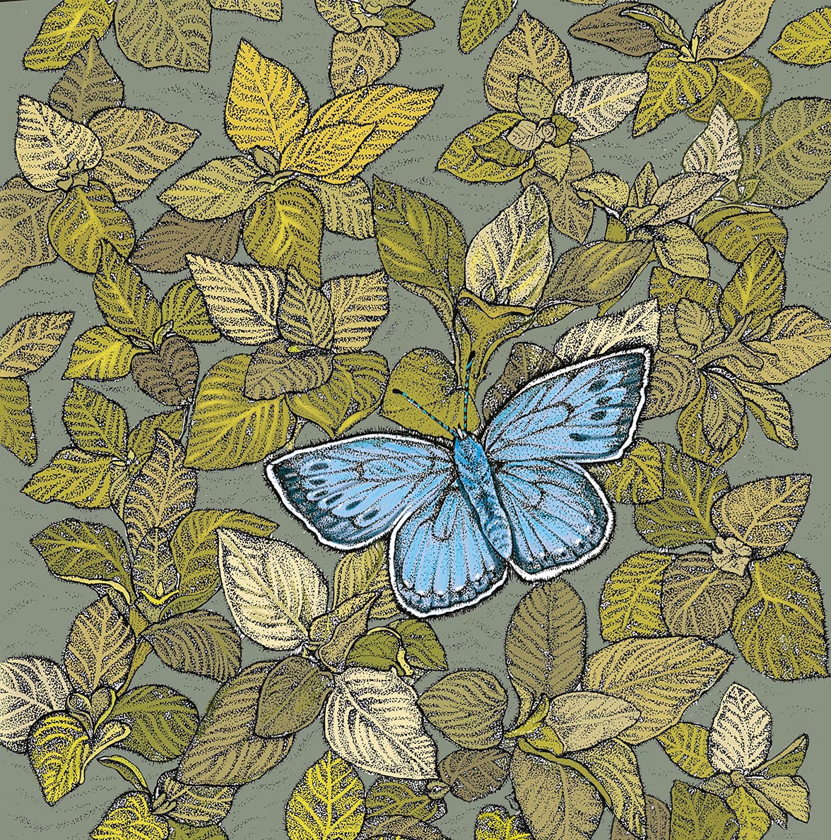 Blue Butterfly, In The Wild, TW113