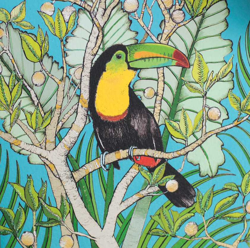 Toucan, In The Wild, TW49