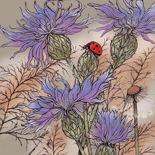 Ladybird and Cornflower, In The Wild, TW120