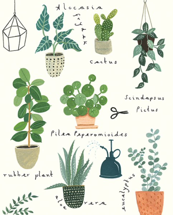 Plant Names, Veryan by Ally Gore VR12